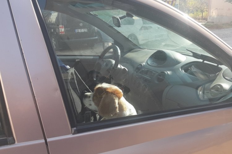 Edirne'de kaza yapan s&uuml;r&uuml;c&uuml; panikle k&ouml;peğini aracın i&ccedil;inde unuttu