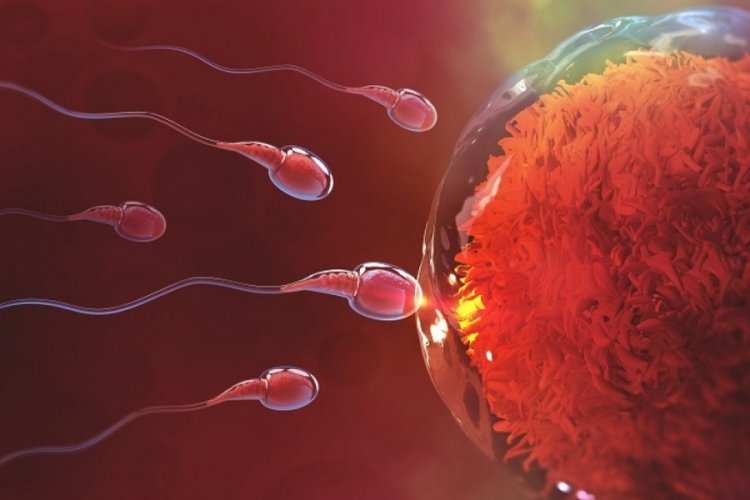 57 binden fazla erkekten &ouml;rnek alındı! Sperm sayısında tehlikeli d&uuml;ş&uuml;ş