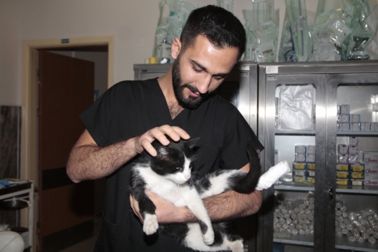 Bitlis'te ayağı kırılan kedi acil servisin yolunu tuttu