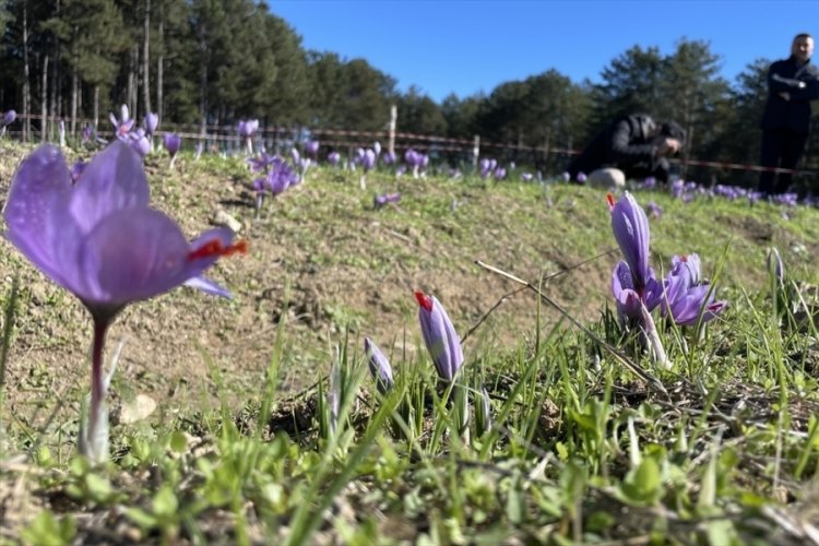 Milli bitki safranda "&uuml;retim" hedefine ulaşıldı