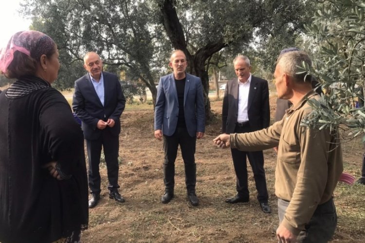 Bursa Milletvekili İsmail Tatlıoğlu: Zeytin &uuml;reticilerinin derdine derman olacağız