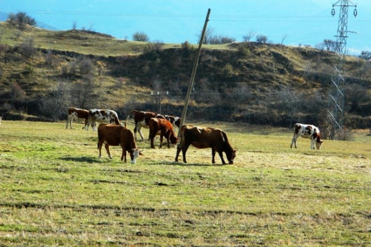 Ardahan'ın Posof il&ccedil;esinde yazdan kalma g&uuml;nler
