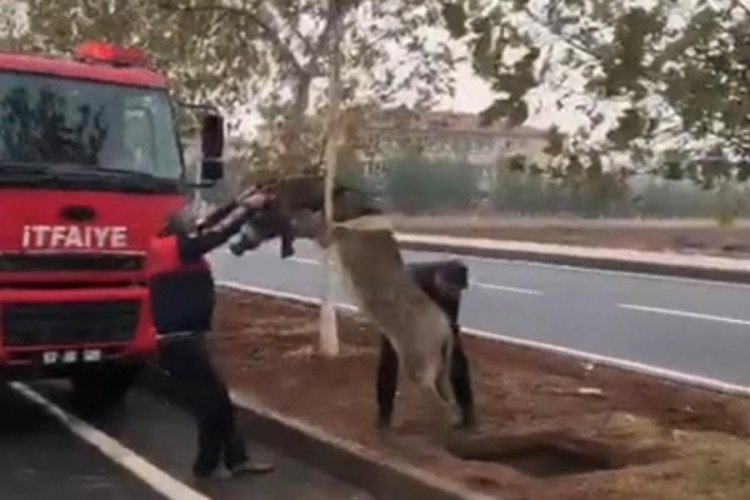 Şanlıurfa'da &ccedil;ukura d&uuml;şen eşeği itfaiye kurtardı