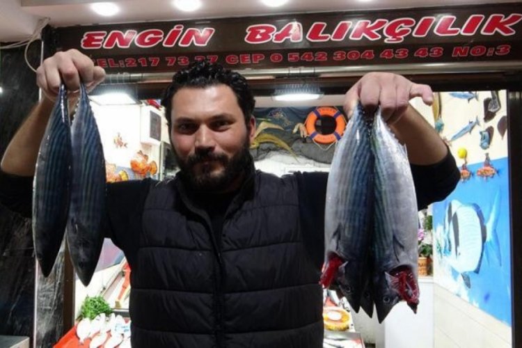 &Ccedil;anakkale'de palamut bolluğu