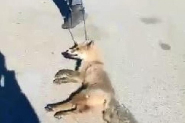 Hakkari'de Valilikten tilkiye işkence edenlere adli işlem