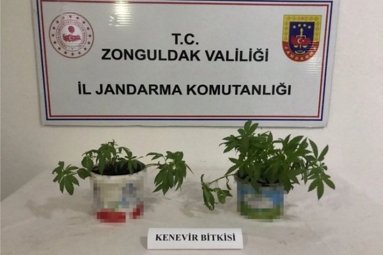Zonguldak'ta 22 k&ouml;k kenevir ele ge&ccedil;irildi