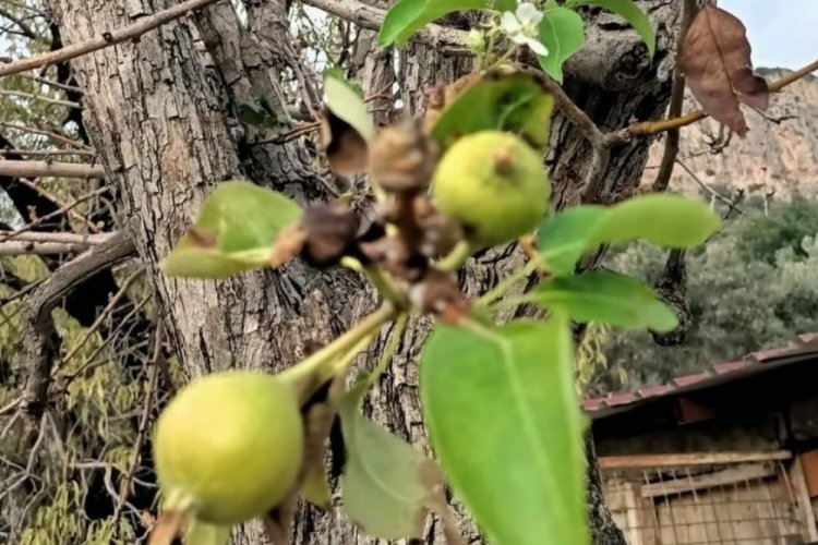 Muğla'da armut ağa&ccedil;ları kasım ayında &ccedil;i&ccedil;ek a&ccedil;tı