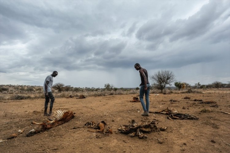 Kenya'da kuraklık yaban hayvanlarının yok olmasına neden oluyor
