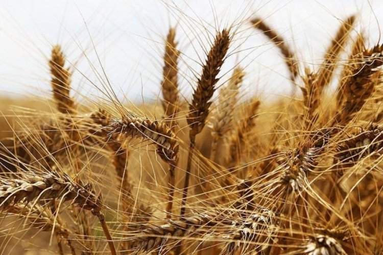 D&uuml;nyada buğday fiyatları Karadeniz arzının artmasıyla geriledi