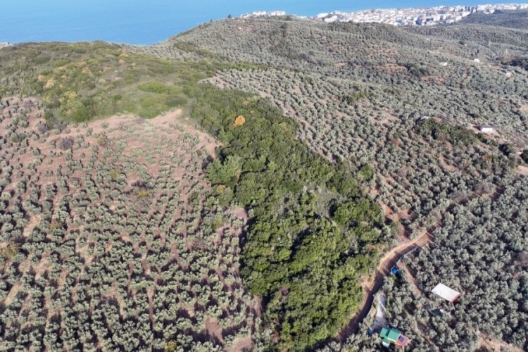 Bursa Mudanya belediyesi sokak hayvanları rehabilitasyon merkezi i&ccedil;in &ouml;n izin aldı