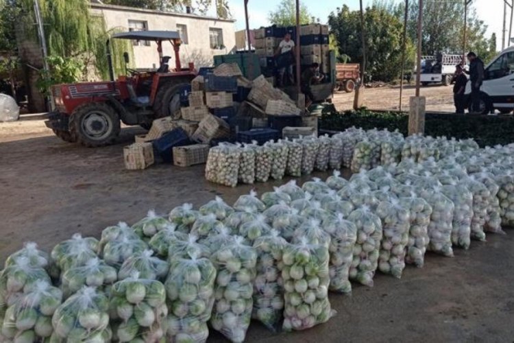Ispanak ve turp hasadı başladı