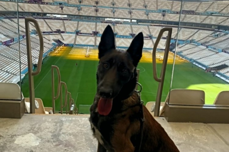 Bomba arama k&ouml;peği Bozo, D&uuml;nya Kupası'nda g&ouml;revlendirildi