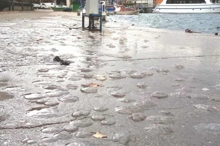 Erdek'te lodosta deniz anaları sahile vurdu