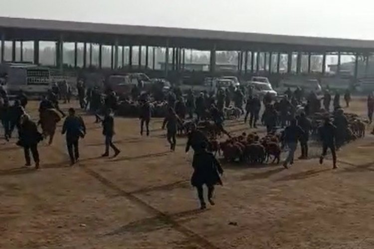 Iğdır'da mezbahaneden ka&ccedil;an boğa ortalığı savaş alanına d&ouml;nd&uuml;