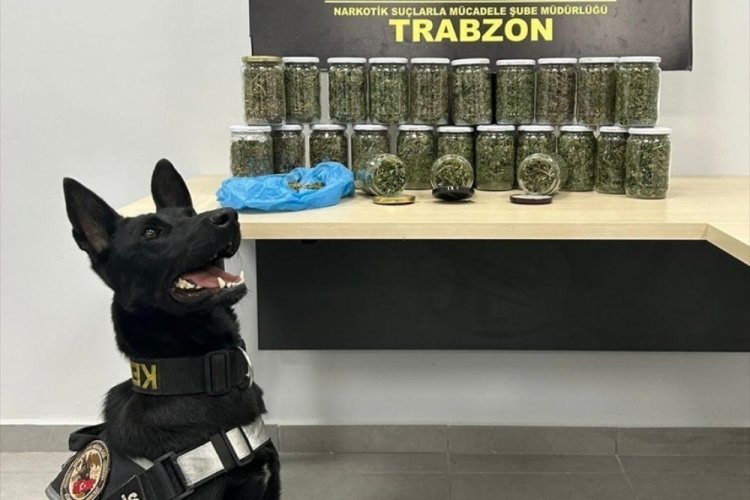 Trabzon'da arı kovanlarına uyuşturucu saklayan kişi yakalandı