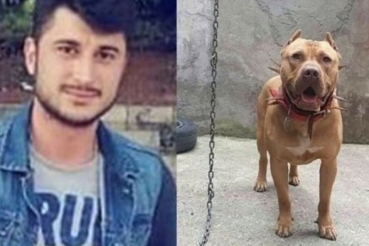 İstanbul'da denizde pitbull dehşetinde karar verildi