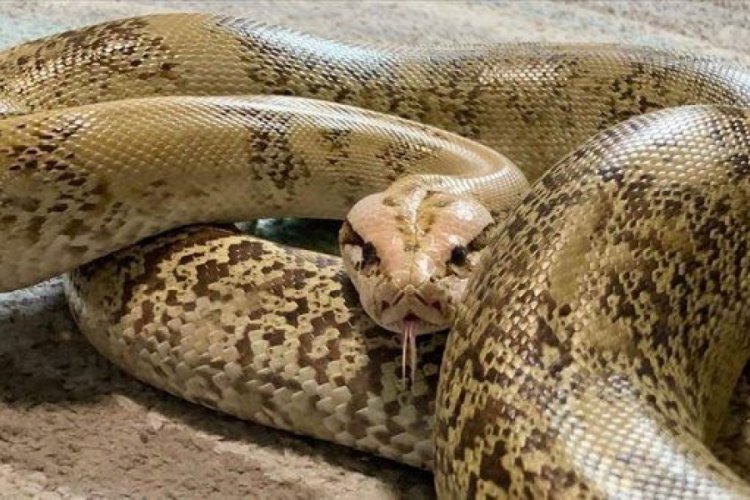 Avustralya'da piton dehşeti! 5 yaşındaki &ccedil;ocuğu ısırıp havuza s&uuml;r&uuml;kledi