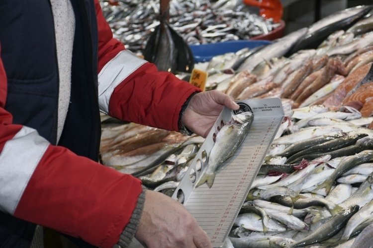 Aydın Kuşadası'ndaki balık tezgahları denetlendi