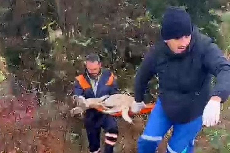Bursa'da yaralı bulunan k&ouml;pek, belediye ekiplerince kurtarıldı