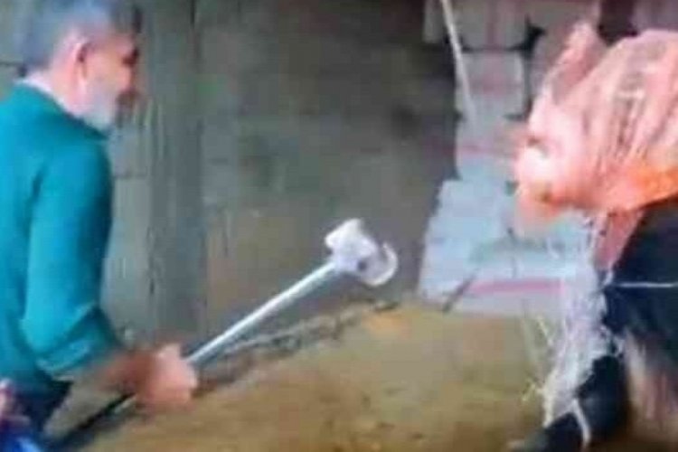 Mardin'de boğaya balyozlu şiddet: 3 kişi tutuklandı