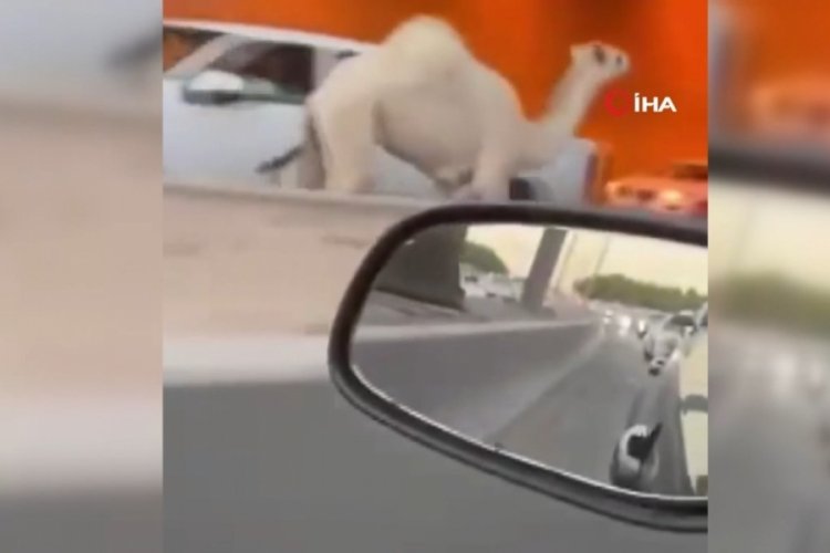 Suudi Arabistan'da deve otoyola girdi