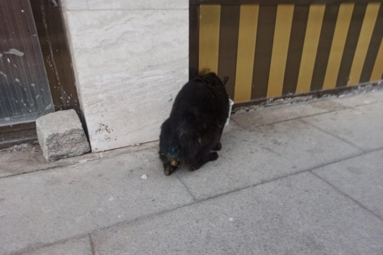 G&uuml;m&uuml;şhane'de kedilerin kuyruk ve bacakları mı kesiliyor?