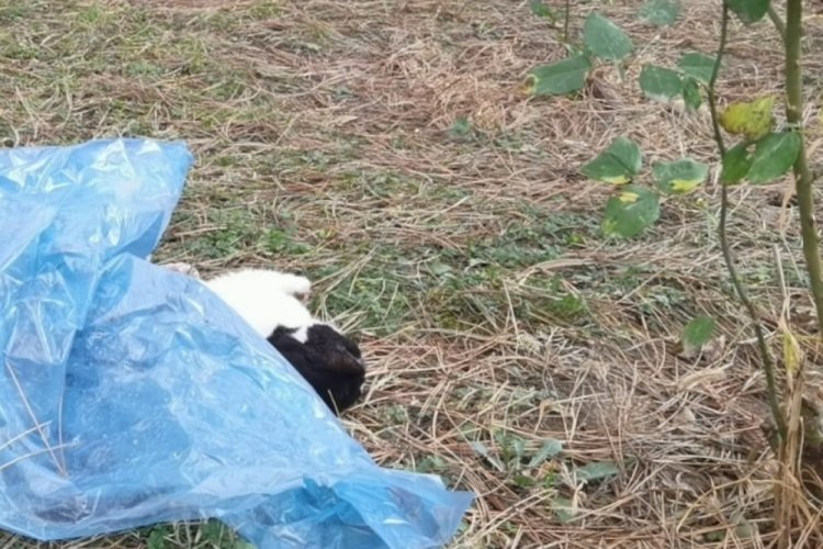 Bursa'da yavru kedi patileri kesilmiş halde &ouml;l&uuml; olarak bulundu