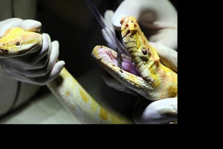 T&uuml;rkiye'ye ka&ccedil;ak yollarla sokuldu! Albino piton yeni yuvasında