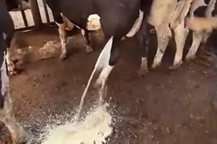 İneğin bacağından akan iltihabı g&ouml;renler g&ouml;zlerine inanamadı