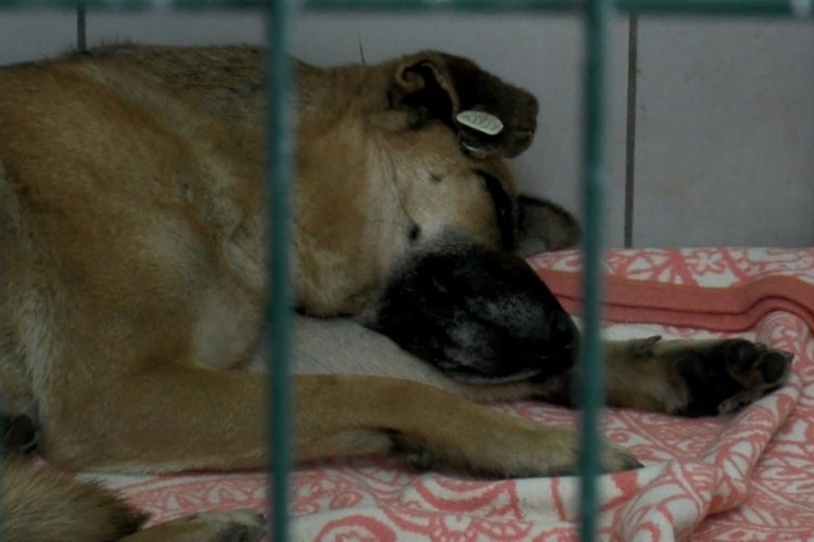 İstanbul'da k&ouml;peği boğmaya &ccedil;alışmıştı: Saldırgan tutuklandı