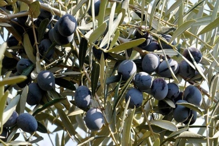 Bursa'da yağışlar zeytin &uuml;reticilerini sevindirdi