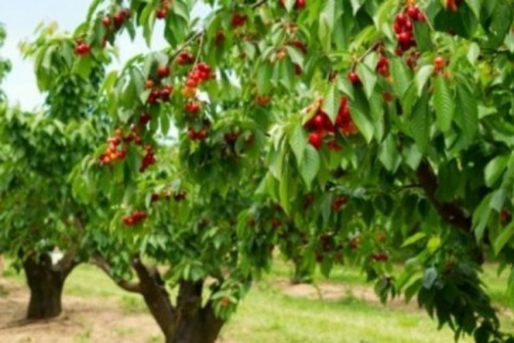 Trabzon'da kestiği ağacın altında kaldı