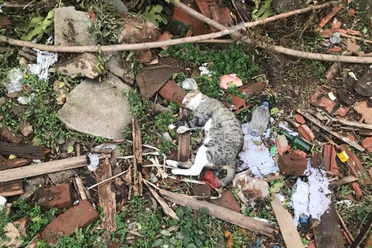 Edirne'de vahşet: 15 kedi &ouml;l&uuml; bulundu