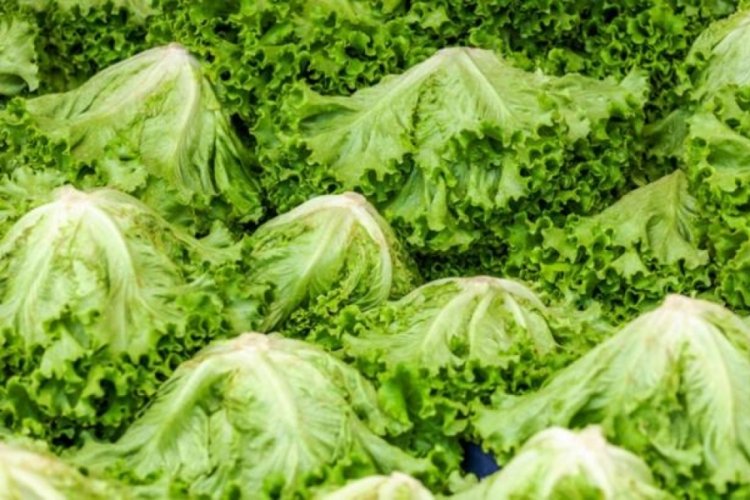 Marulda tarla ile market arasındaki fiyat farkı 3,4 katı aştı
