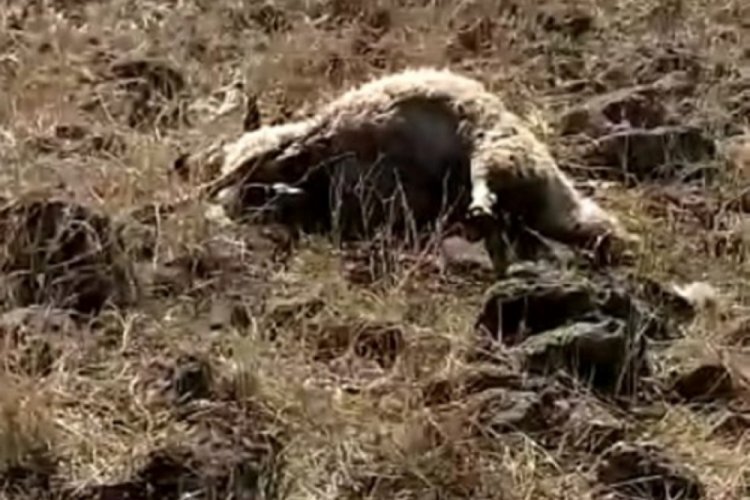 Elazığ'da kurtlar 53 koyunu telef etti