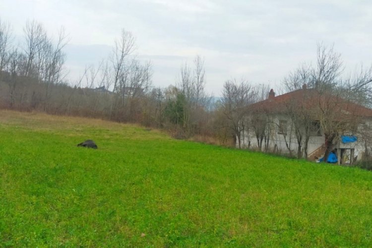 Zonguldak'ta merada otlayan mandayı t&uuml;fekle alnından vurdular!