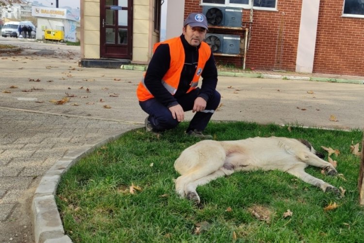 Bursa'da sokak k&ouml;peği ile Belediye &ccedil;alışanının y&uuml;rekleri ısıtan dostluğu
