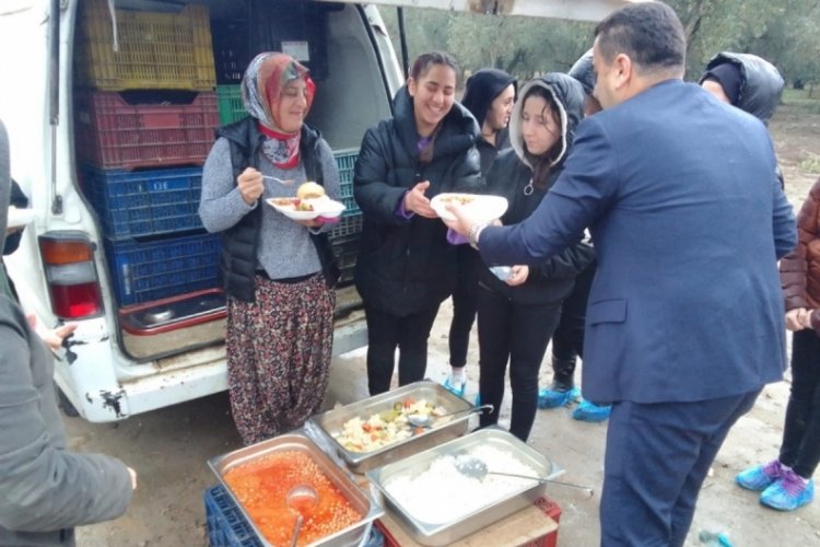 Bursa Orhangazi'de &ouml;ğrencilerden zeytin toplayanlara yemek ikramı