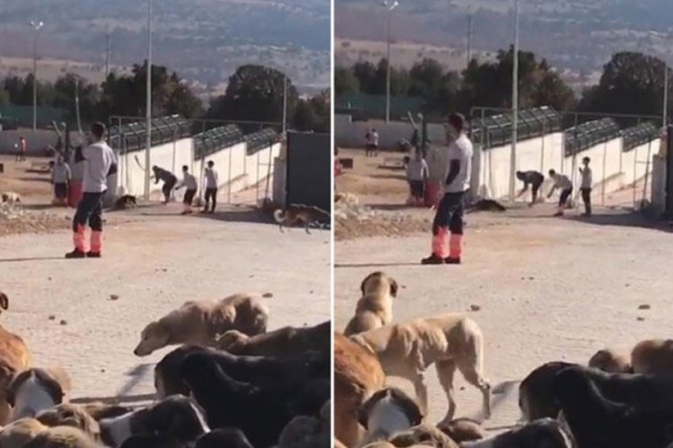 Konya'daki barınakta yeni tedbirler