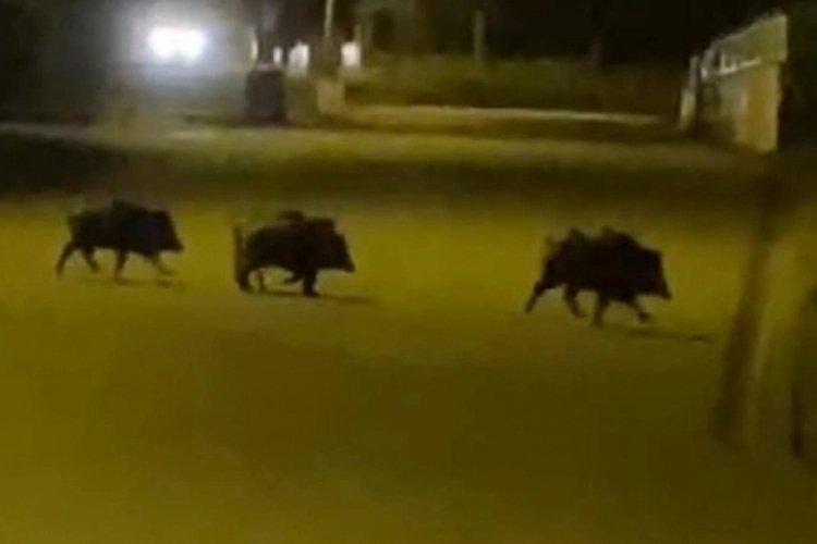 Erzurum Aşkale'de a&ccedil; kalan domuzlar, şehir merkezine indi!