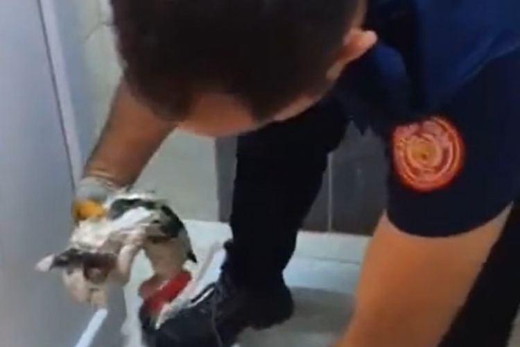 Kayseri'de kedi tuvalet deliğine sıkıştı