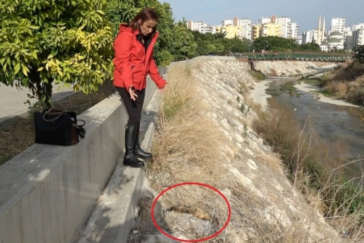 Mersin'de 15 kedi &ouml;ld&uuml;r&uuml;ld&uuml; iddiası