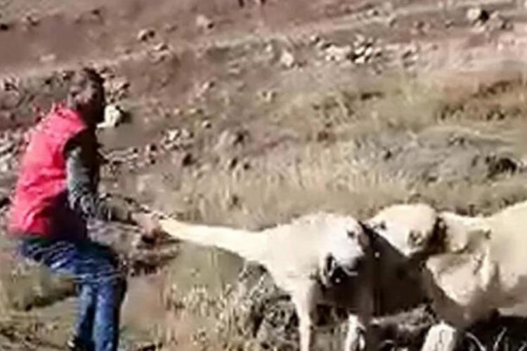 Muş'ta k&ouml;pekleri d&ouml;v&uuml;şt&uuml;ren 3 kişinin cezası belli oldu