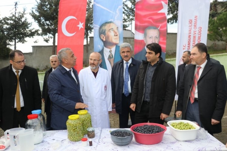 Samsun'da zeytin tarımı tekrardan canlanıyor