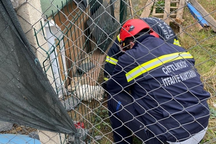 Yalova'da kafası &ccedil;itlere sıkışan yavru k&ouml;peğin yardımına itfaiye koştu