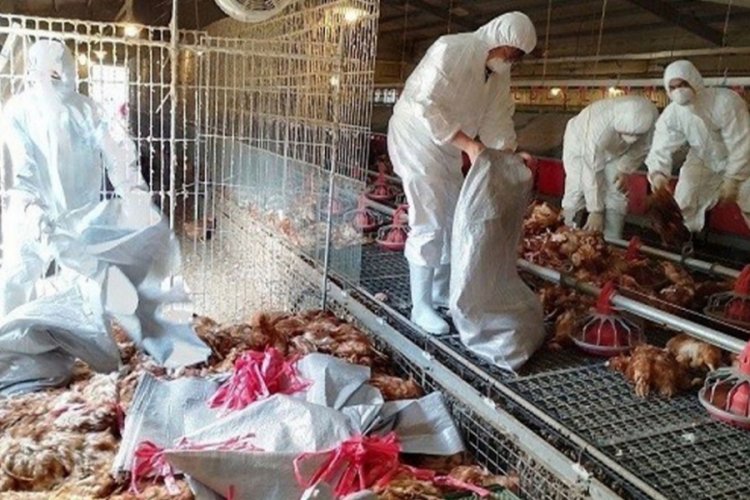 Tayvan'da kuş gribi alarmı!