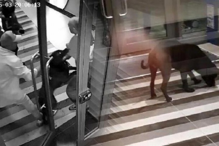 4 kişiyi yaralayan k&ouml;peğin sahibine 4 yıl 6 aya kadar hapis istemi