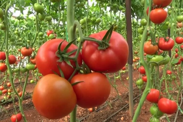 Mersin'in domatesi Katar'a ihra&ccedil; ediliyor