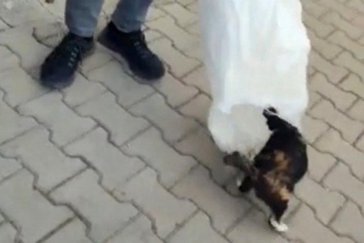 Bilecik'te KYK yurdunda bah&ccedil;edeki kedileri &ccedil;uvallara koyarak topladılar