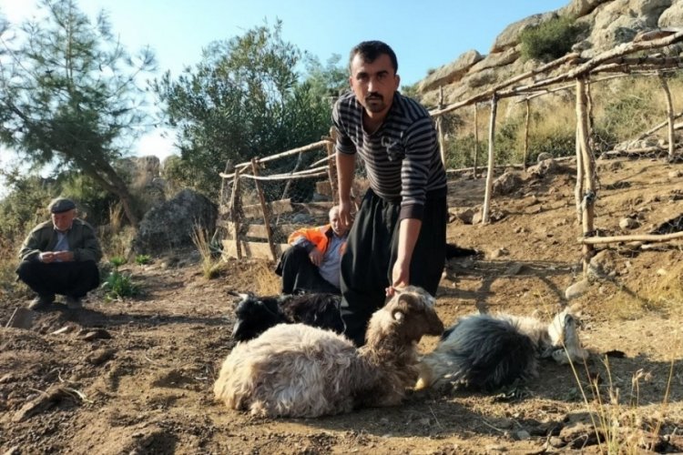 Ağıla giren sokak k&ouml;pekleri, 9 ke&ccedil;iyi telef etti
